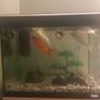 fish tank Image 2