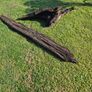 Ancient Bog Oak from Co.Kildare Bog Image 2