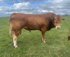 Bull