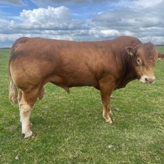 Bull