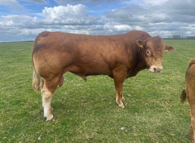 Bull