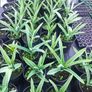 plants Image 4