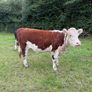 Purebred heifers Image 2