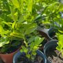 Laurel bushes Image 3