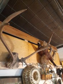 Vintage Red Deer Antlers