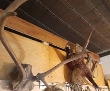 Vintage Red Deer Antlers