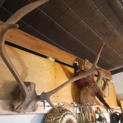 Vintage Red Deer Antlers
