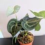 Anthurium Clarinervium Plant Image 2