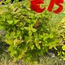 plant Image 3