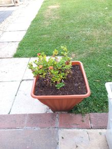 plant