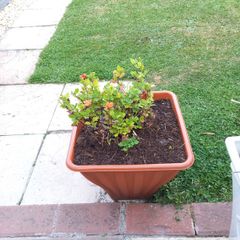 plant