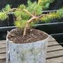 Bonsai Image 3