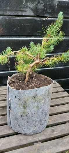Bonsai