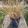 Tall grasses Image 3