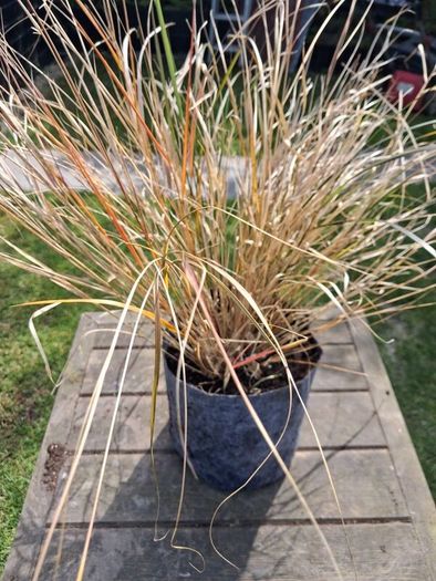 Tall grasses