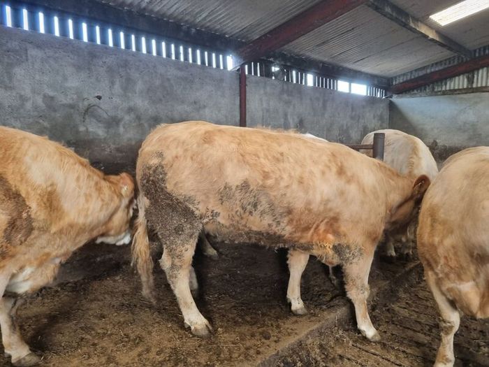 In Calf Heifers