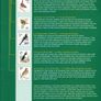 2002-3 Ireland Birds of Ireland Stamp Presentation Pack. Includes all definitive stamps of the Euro Definitive set including 36c wren (only available in booklet) Image 7