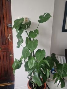 monstera