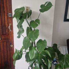 monstera
