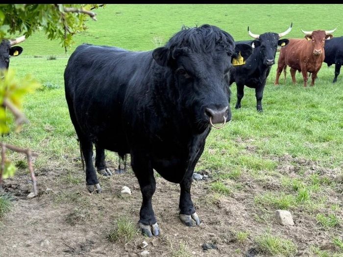 Dexter Bull