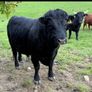 Dexter Bull Image 3