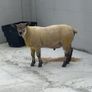 Suftex Hoggot ram Image 3