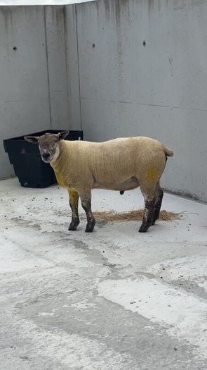 Suftex Hoggot ram