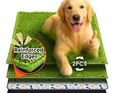 Dog potty