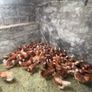 lovely hens Image 2