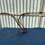 Set of 4 old trap springs Image 4