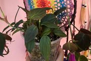 houseplant Philodendron Micans