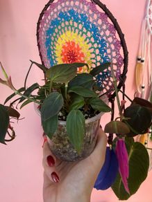 houseplant Philodendron Micans