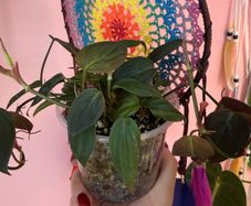 houseplant Philodendron Micans