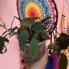 houseplant Philodendron Micans