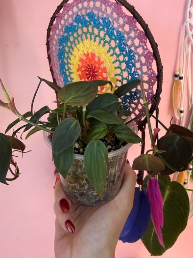 houseplant Philodendron Micans