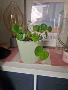 plant