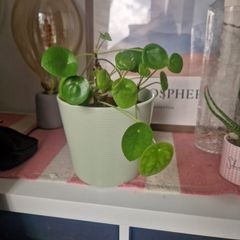 plant