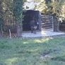 Ifor Williams Cattle body 14ft Image 2
