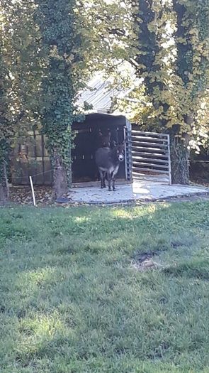 Ifor Williams Cattle body 14ft