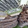 Wicker Flower pots Image 9