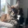 Maine Coon Kitten Image 2