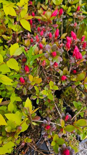 Azalea Evergreen Plants