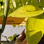 citrus  lemon tree Image 2