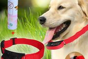 Dog Misting Bark Control Collar Wexford