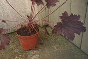 plants