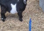 Pigmy goat kids