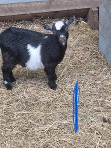 Pigmy goat kids