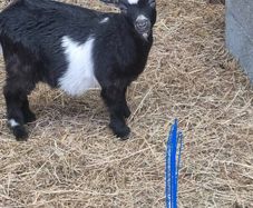 Pigmy goat kids
