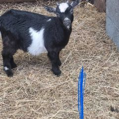 Pigmy goat kids
