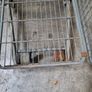 4 Sided Roll Cages - Second Hand Image 2